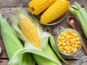 Házi kukoricakonzerv télire