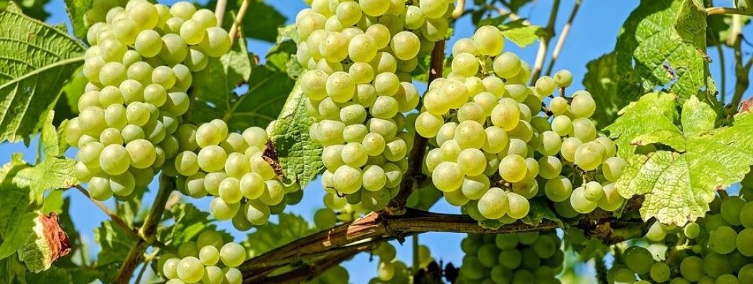 Nagy kedvenc a szőlőbefőtt és a szőlőlekvár Nagy kedvenc a szőlőbefőtt és a szőlőlekvár